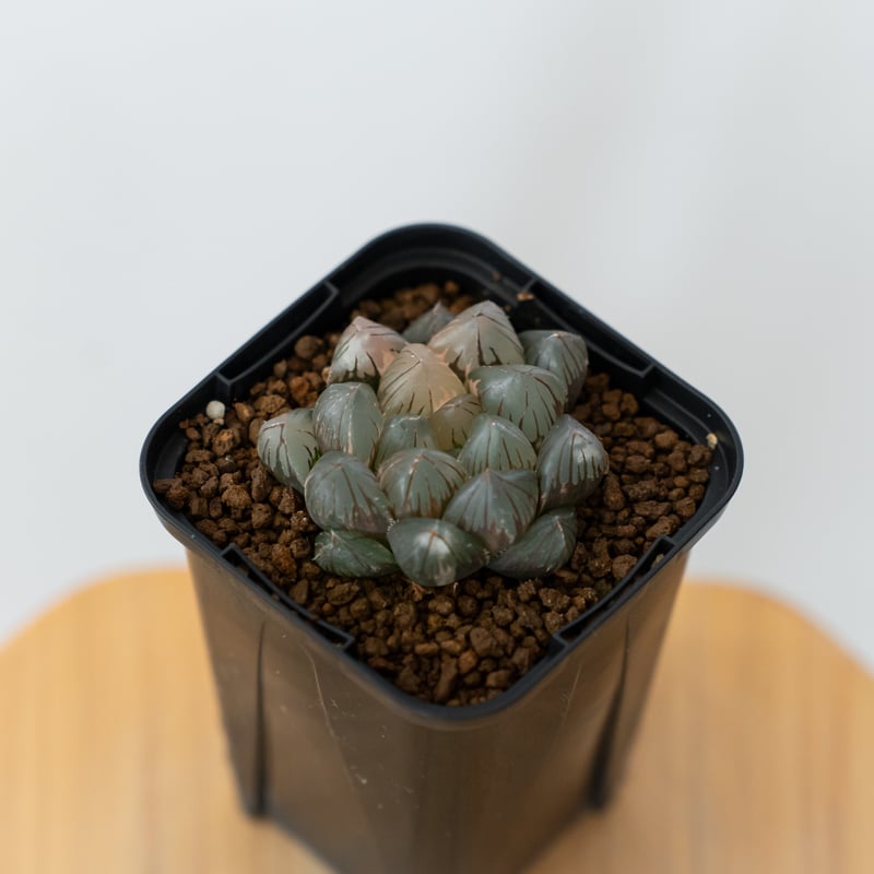 ハオルチア ブラックオブツーサ錦 Haworthia obtusa Black 多肉
