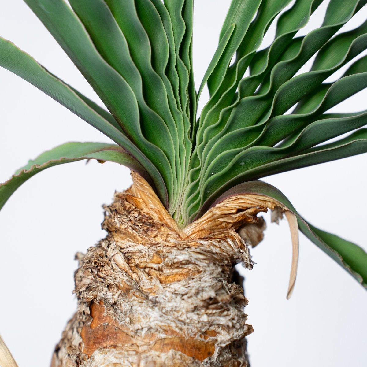 ブーファン ディスティチャ 実生 Boophane disticha 多肉植物 珍奇植物