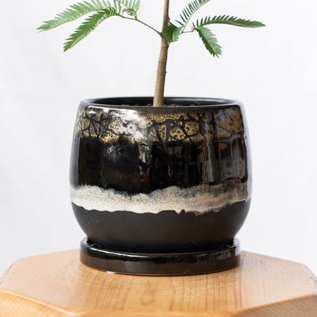 エバーフレッシュ 鉢セット Pithecellobium 観葉植物 多肉植物 インテリアグリーン 静岡 ANTIDOTE 通販 S1195