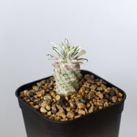ほほえみパイン 実生 ユーフォルビア 蘇鉄麒麟  斑入りパイナップルコーン Euphorbia Christ Plant 多肉植物 珍奇植物 静岡 ANTIDOTE 通販 S1496