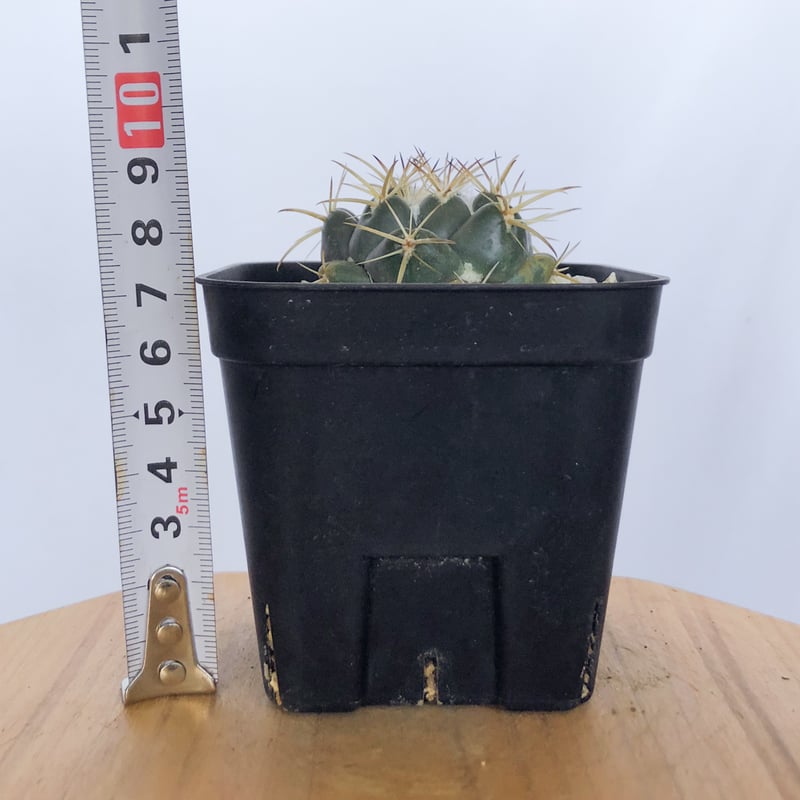 コリファンタ 象牙丸 実生 Coryphantha elephantidens サボテン 多肉