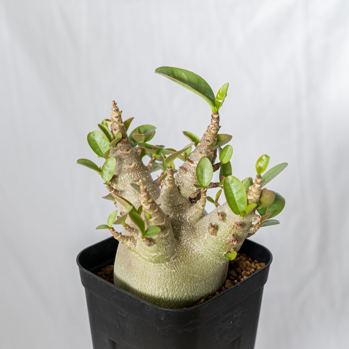 アデニウム アラビカム ブラックスキン 傷有り Adenium Arabicum Black