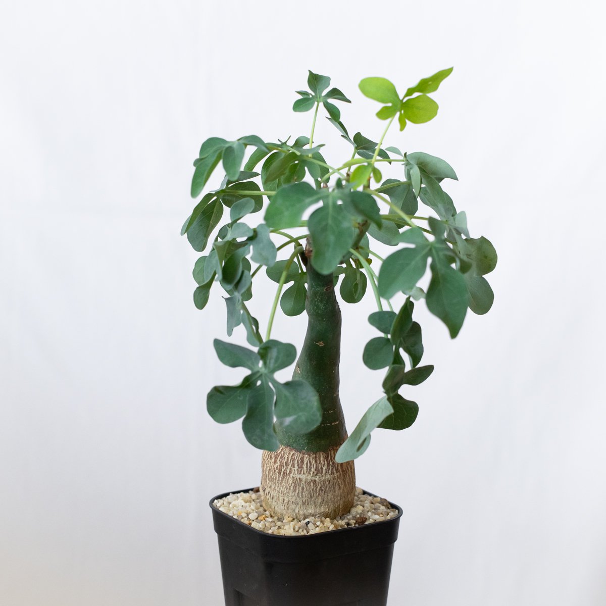 アデニア グラウカ 幻蝶かずら Adenia glauca 塊根植物 コーデックス
