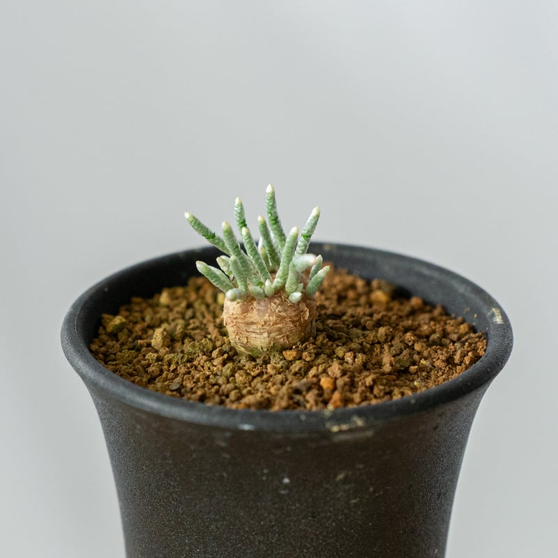 アボニア クイナリア Avonia quinaria 塊根植物 コーデックス 冬型