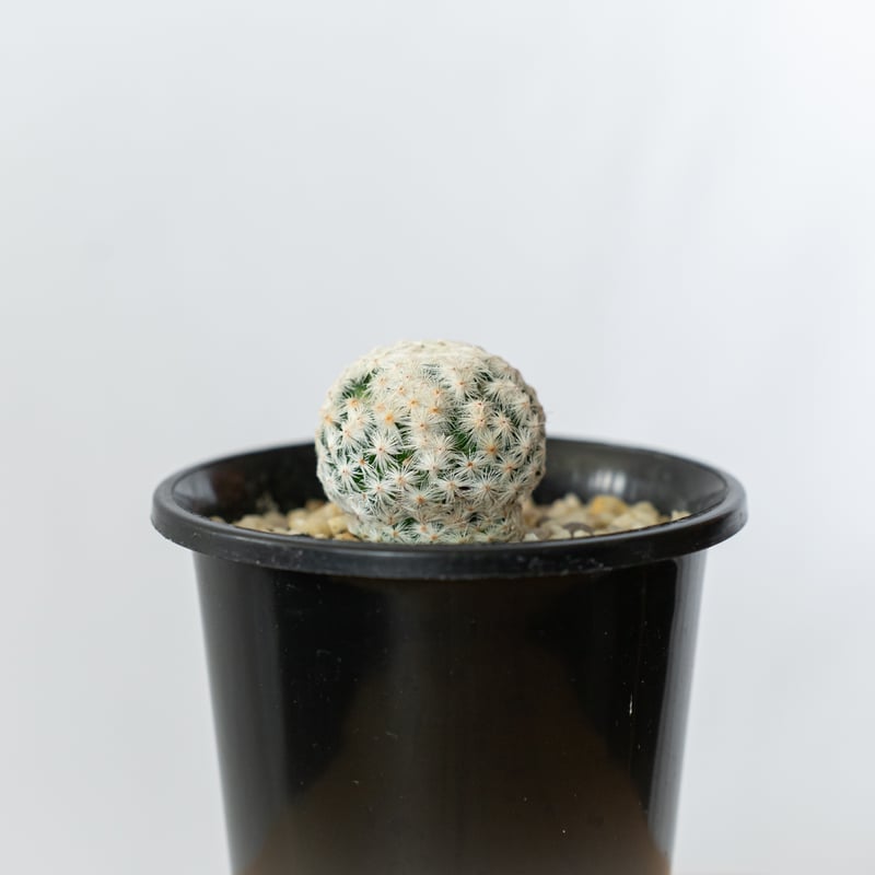マミラリア 白鳥 大文字 カキ仔 Mammillaria herrerae サボテン 多肉