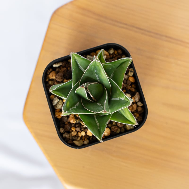 アガベ 笹の雪 桃太郎【発根管理中】 OC株 Agave victoriae-reginae 
