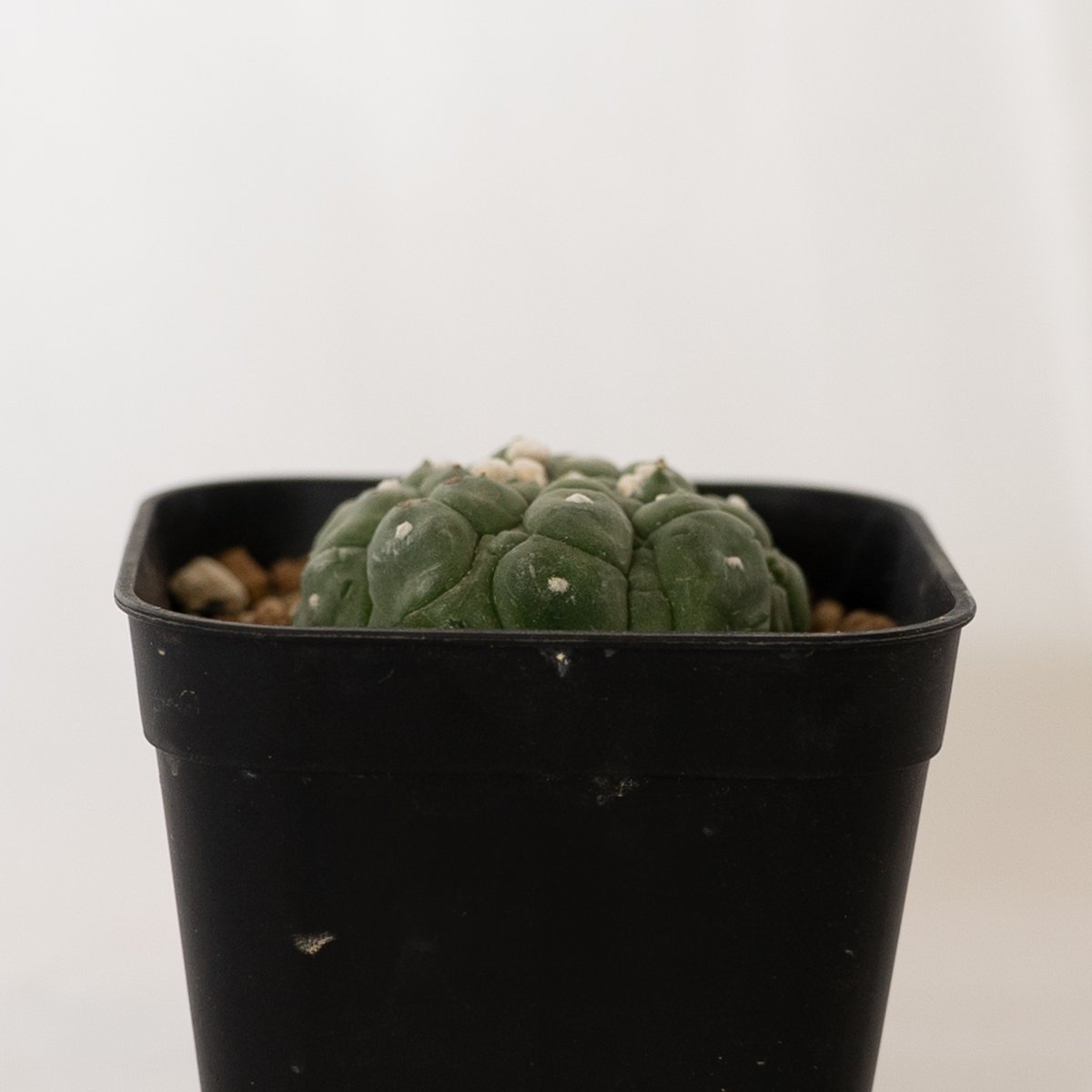 アストロフィツム 亀甲兜 リザードスキン Astrophytum 多肉植物 アストロフィツム 亀甲兜 リザードスキン Astrophytum 多肉植物