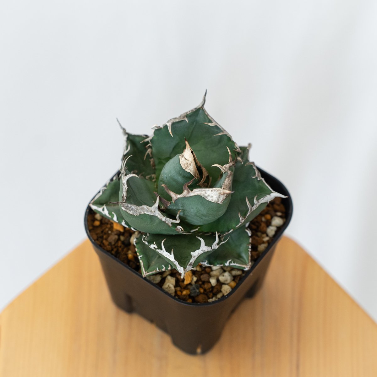 アガベ チタノタ 南アフリカダイヤモンド 美株【発根管理中】TC株