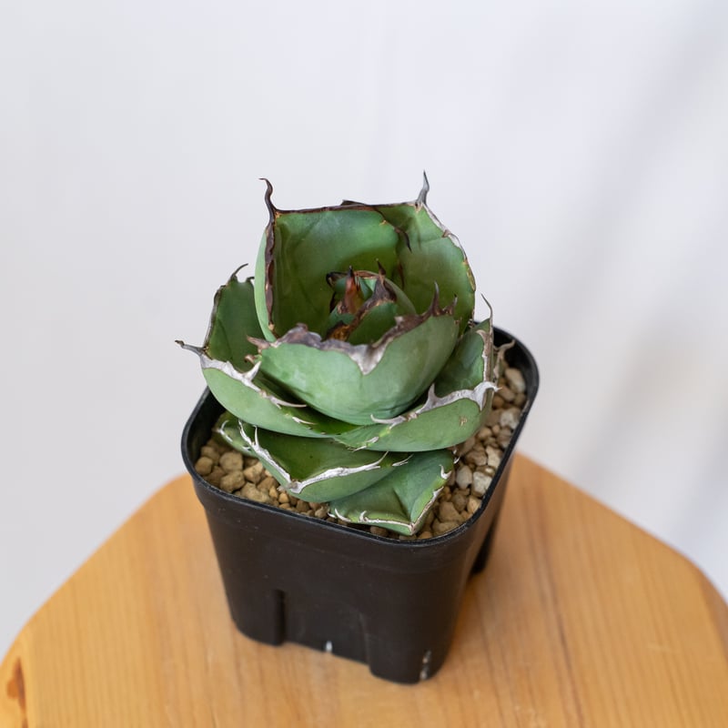 アガベ チタノタ 純血ジャガーノート 美株 OC株 Agave titanota Jugger