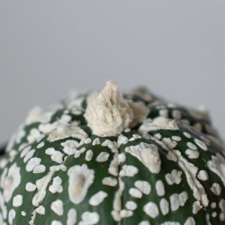 アストロフィツム スーパー兜 Vタイプ アロータイプ 実生 Astrophytum asterias Super Kabuto V サボテン 多肉植物 静岡 ANTIDOTE 通販 S1474