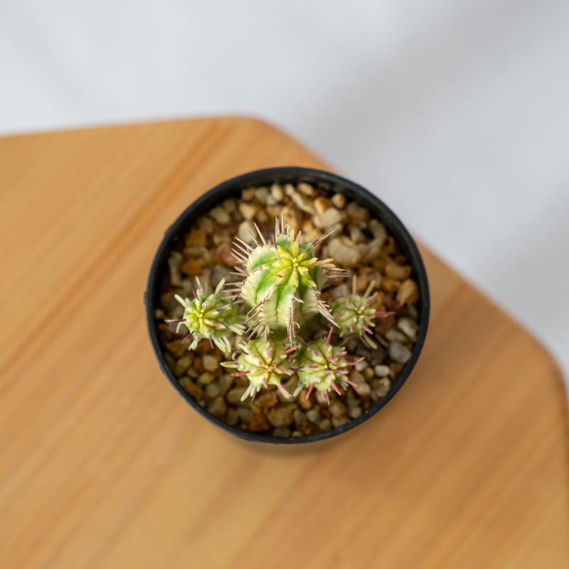 ユーフォルビア 紅彩閣錦 エノプラ 斑入り Euphorbia enopla