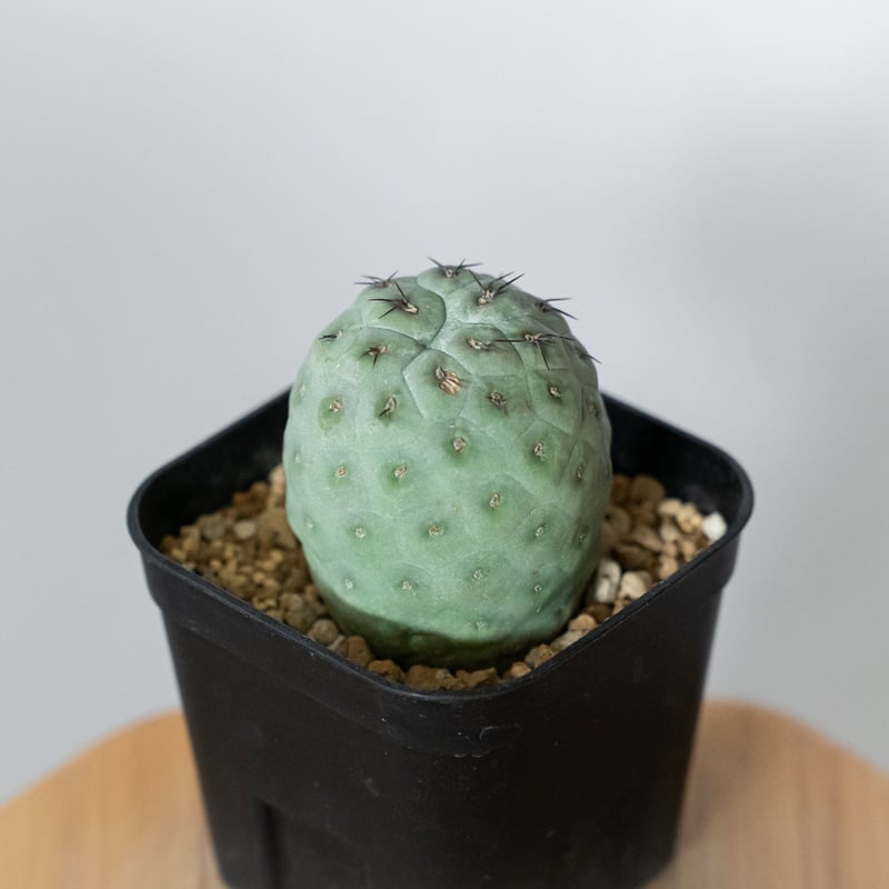 テフロカクタス ゲオメトリクス 実生【発根管理中】Tephrocactus