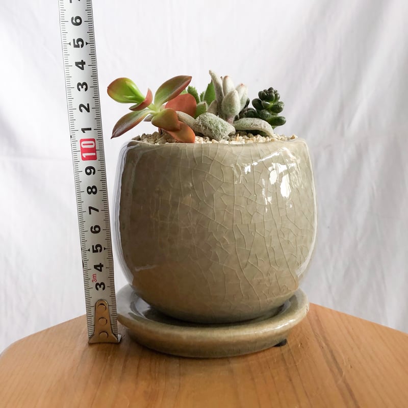多肉植物 寄せ植え 鉢セット インテリア 多肉植物 観葉植物 珍奇植物