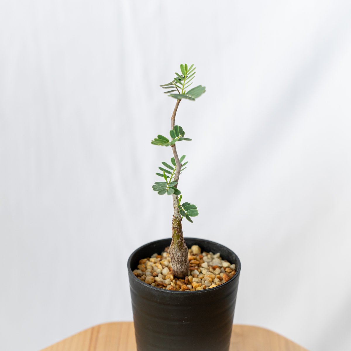 センナ メリディオナリス Senna Meridionalis 灌木コーデックス