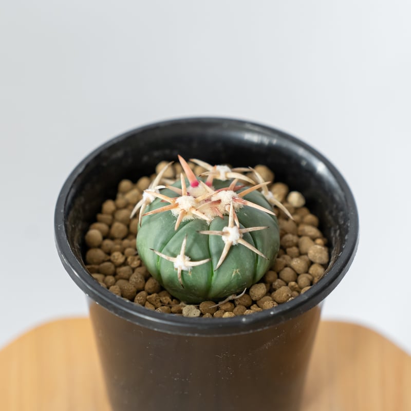 エキノカクタス 白刺翠平丸 実生 美株 Echinocactus horizonthaloni