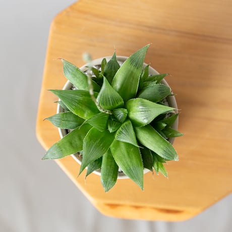 ハオルチア 鉢セット Haworthia 多肉植物 珍奇植物 静岡 ANTIDOTE 通販 S1336