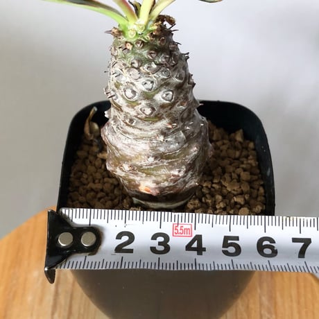 ユーフォルビア パキポディオイデス 実生 Euphorbia pachypodioides 多肉植物 珍奇植物 静岡 ANTIDOTE 通販 S1508