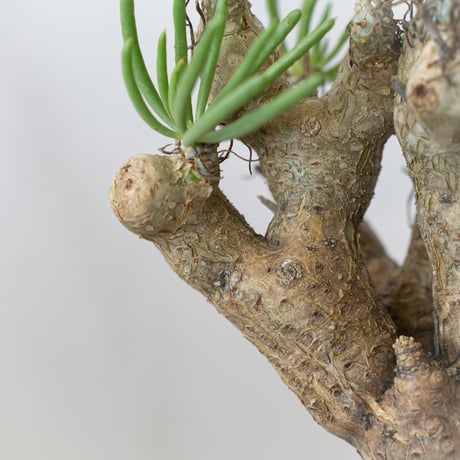 チレコドン ルブロベノーサス Tylecodon rubrovenosus コーデックス 塊根植物 珍奇植物 静岡 ANTIDOTE 通販 S836