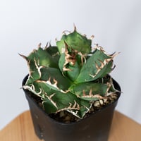 アガベ チタノタ シーザー OC株 Agave titanota Caesar 多肉植物 珍奇植物 静岡 ANTIDOTE 通販 S1322