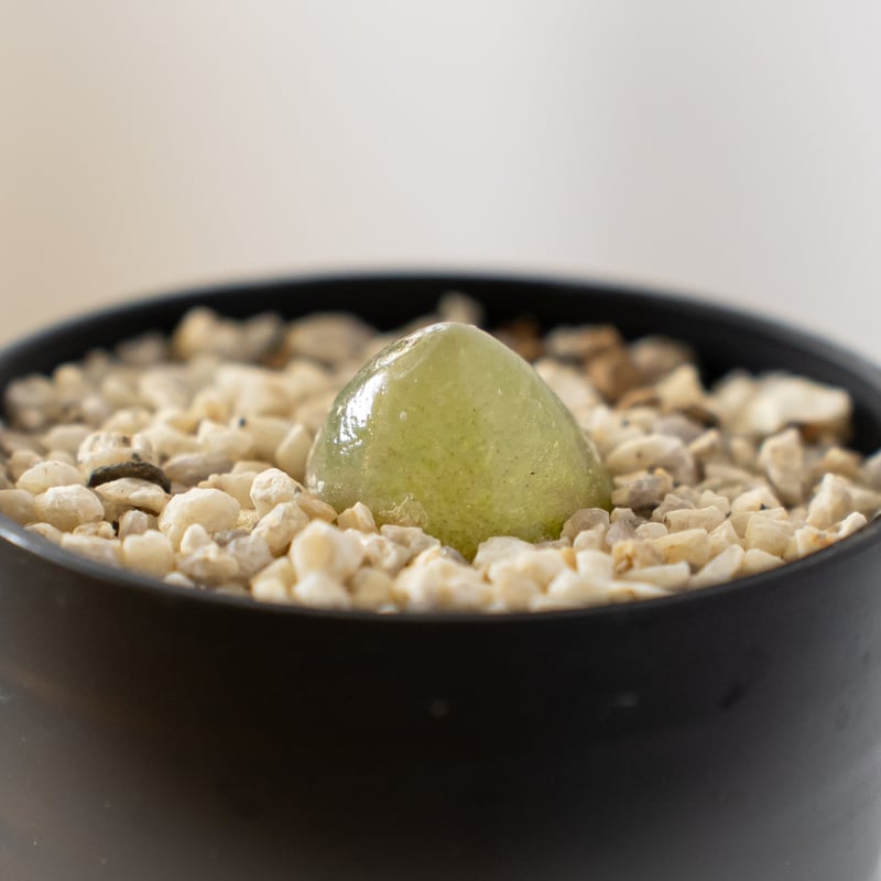 コノフィツム ブルゲリ Conophytum burgeri 多肉植物 珍奇植物 静岡 ANT