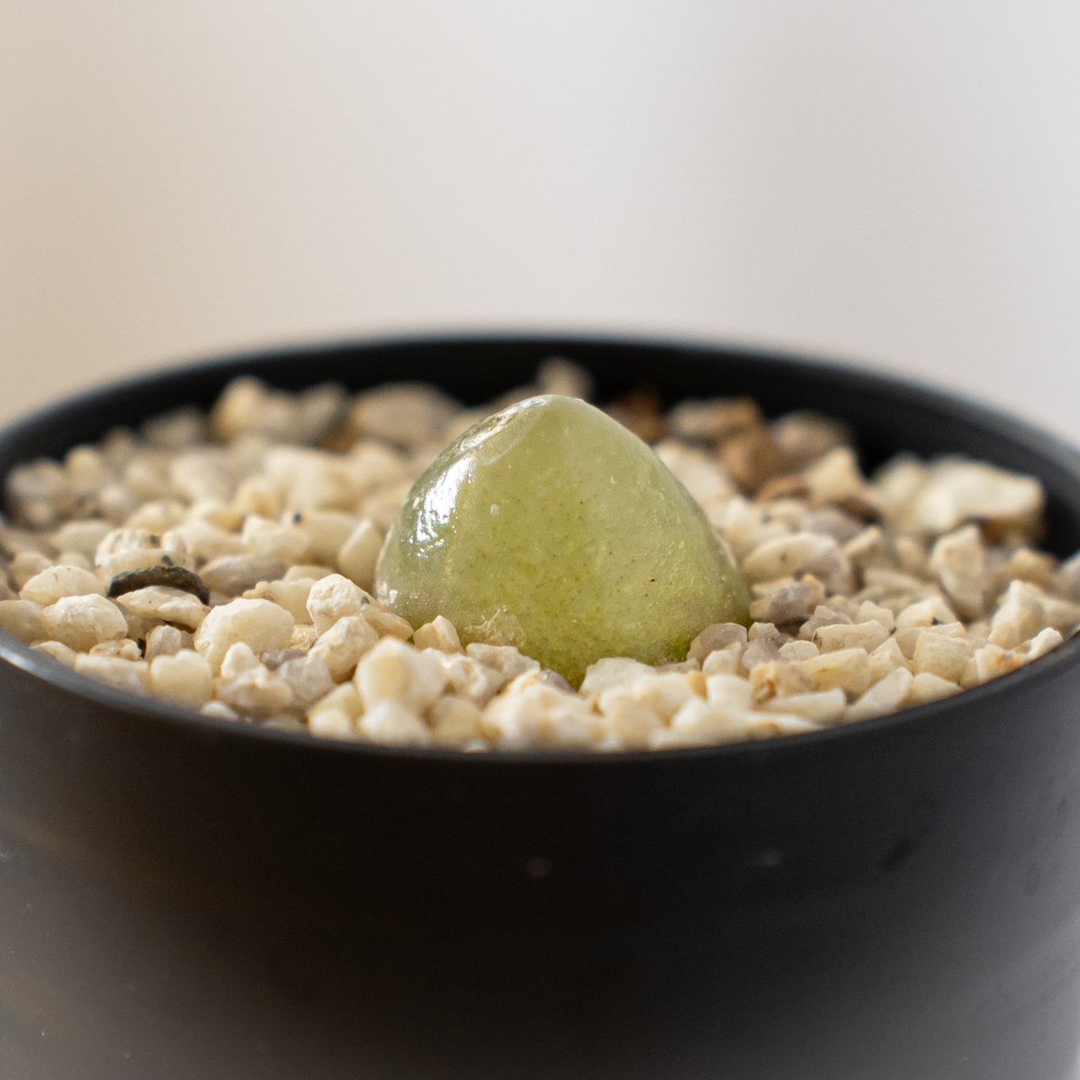 コノフィツム ブルゲリ Conophytum burgeri 多肉植物 珍奇植物 静岡 ANT