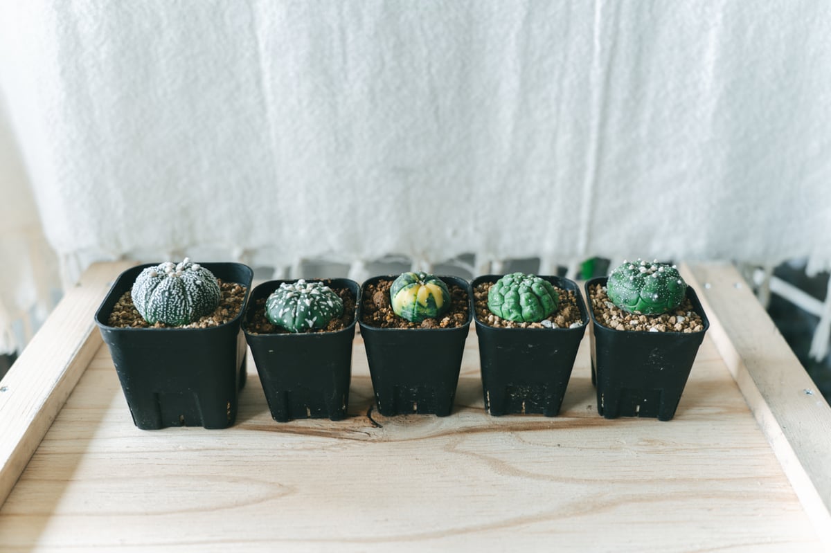 超激レア　アウストロカクタス　FN付き苗色々　４０株セット 超激レア アウストロカクタス FN付き苗色々 40株セット 2025年