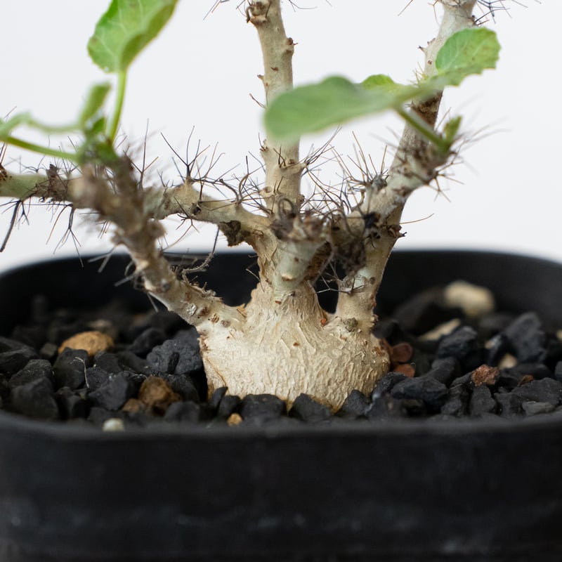 ヤトロファ マルギナータ 実生 jatropha marginata 塊根植物