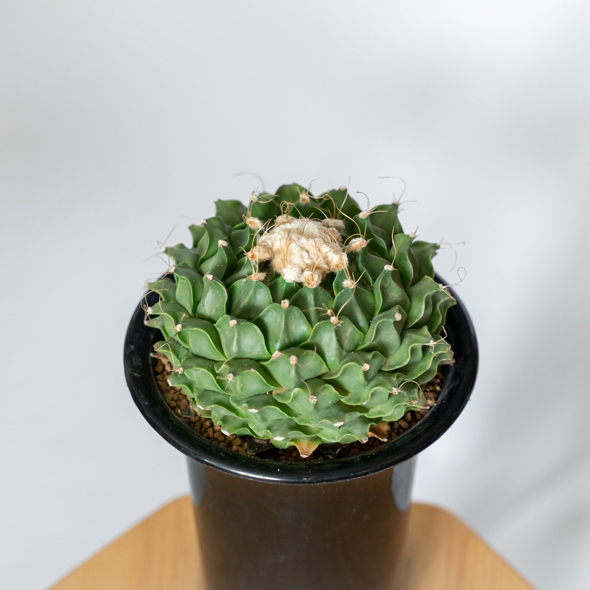 オブレゴニア デニグリー 帝冠 美株 Obregonia denegrii サボテン 多肉