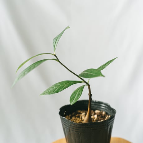 バオバブの木 | STORES