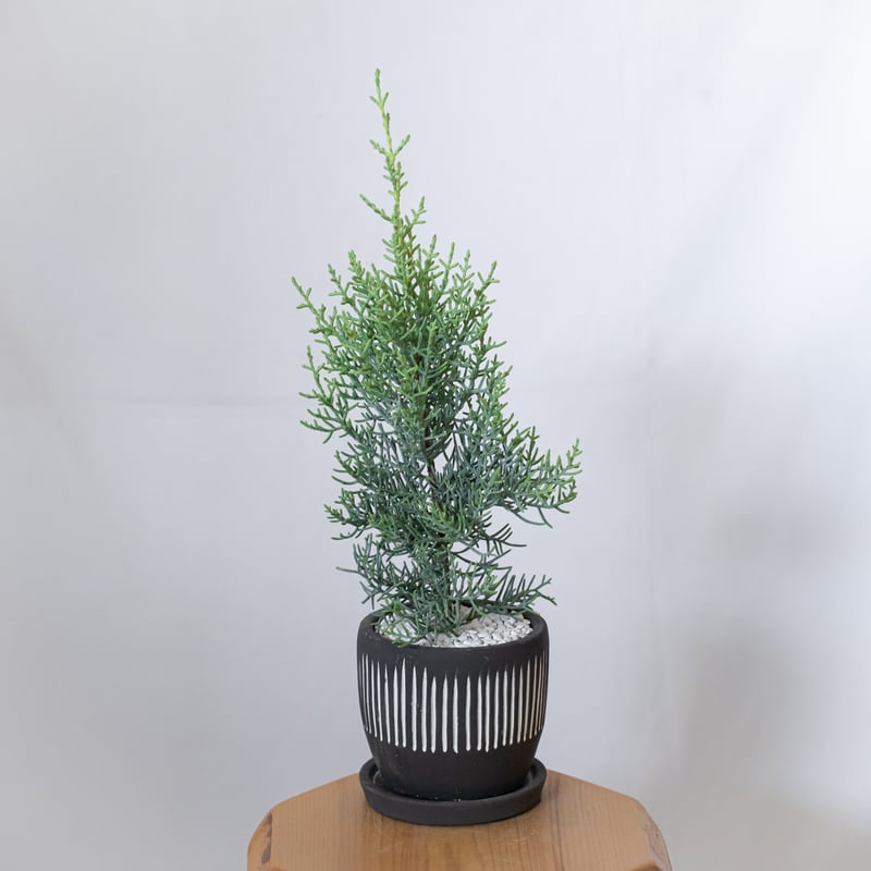 コニファー サルフレア 鉢セット Sulfurea アリゾナイトスギ