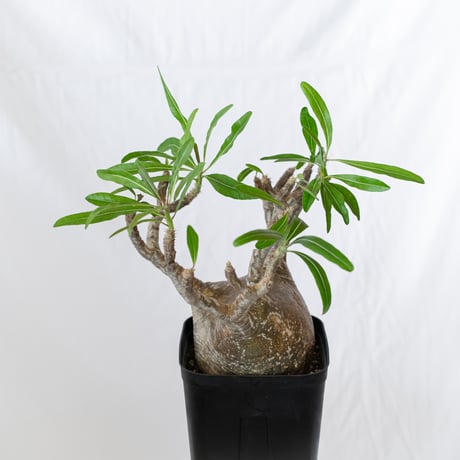 パキポディウム グラキリス 現地球 大株 pachypodhium Gracilius 塊根植物 コーデックス 多肉植物 珍奇植物 静岡 ANTIDOTE 通販 S627