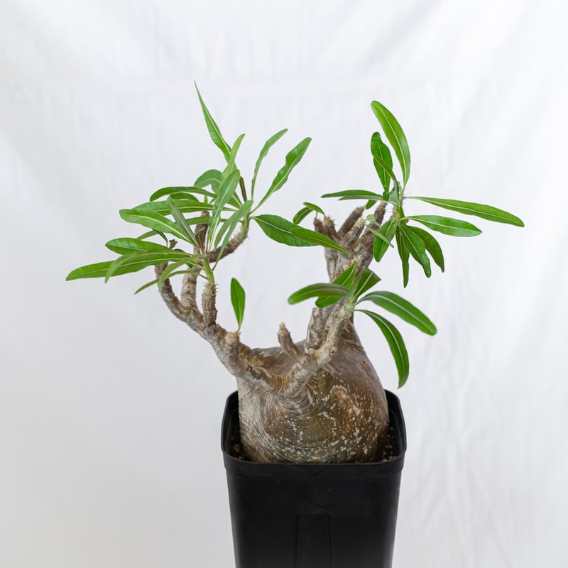 C*様 パキポディウム　グラキリス　現地球　扁平　大株　発根済み パキポディウム グラキリス 【現地球/発根済み】HK2402614