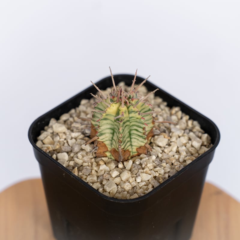 ユーフォルビア メロフォルミス錦 Euphorbia meloformis 多肉植物 珍奇