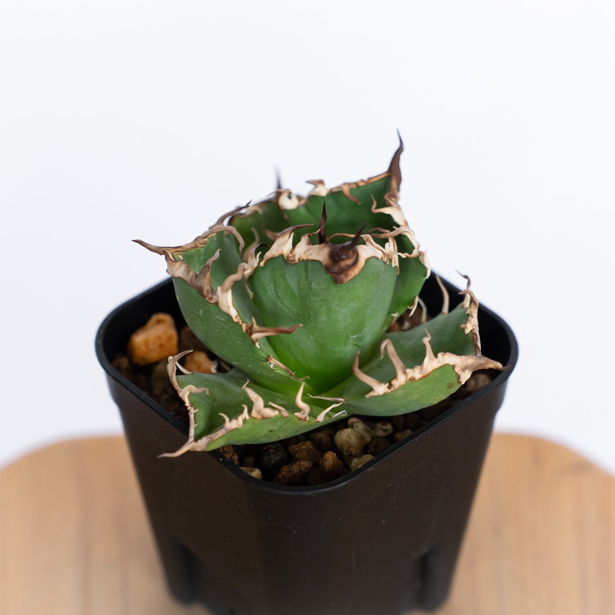 アガベ チタノタ シーザー OC株 Agave titanota Caesar 多肉植物 珍奇