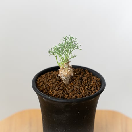 ペニクリナム | STORES