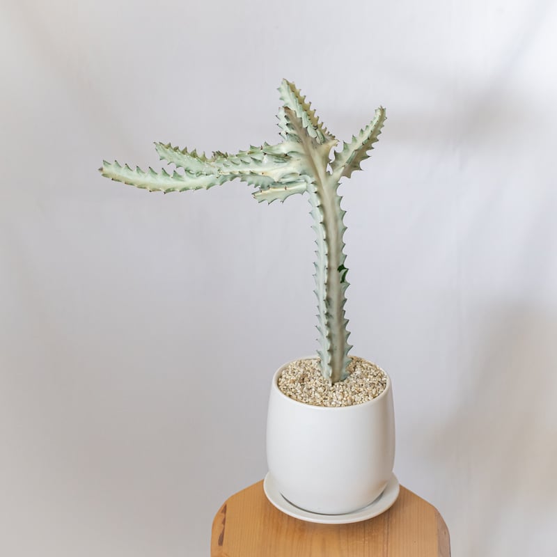 ユーフォルビア ホワイトゴースト 鉢セット Euphorbia lactea White Gh