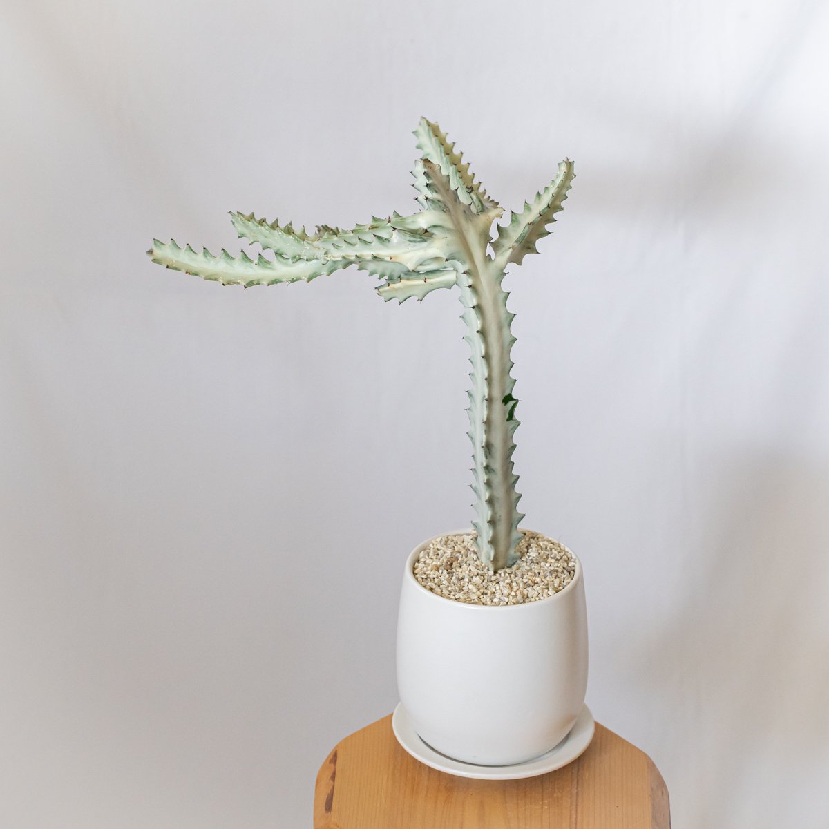 ユーフォルビア ホワイトゴースト 鉢セット Euphorbia lactea White Gh