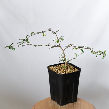 オペルクリカリア デカリー 実生 Operculicarya decaryi 塊根植物 多肉植物 珍奇植物 静岡 ANTIDOTE 通販 S1504