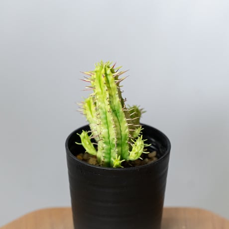 ユーフォルビア 紅彩閣錦 エノプラ 斑入り 実生 Euphorbia enopla 塊根植物 多肉植物 珍奇植物 静岡 ANTIDOTE 通販 S1482