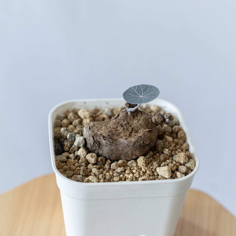 ステファニアカーウィーサキー Stephania Kaweesakii .sp Nova 塊