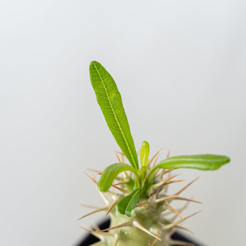 パキポディウム アンボンゲンセ 実生 Pachypodium ambongense. 塊根植物