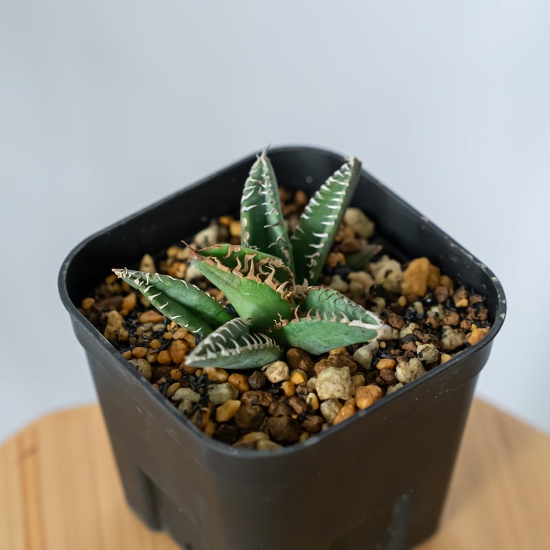 アガベ　チタノタ　鬣蜥 Liexi ブツブツ系‼️OC株‼️希少株‼️鉢植え発送‼️ アガベ チタノタ 鬣蜥 Liexi イグアナ【発根管理中】TC株 Agave titanot