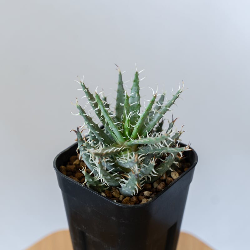 アロエ エリナケア Aloe melanacantha v. erinacea 多肉植物 珍奇