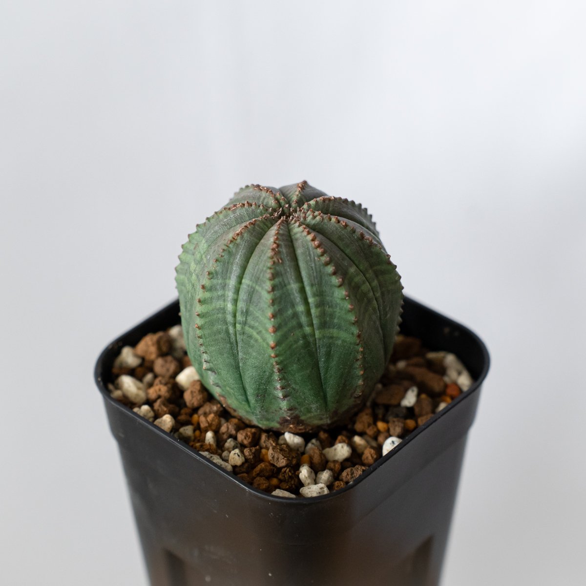 ユーフォルビア オベサ 実生 Euphorbia obesa 多肉植物 珍奇植物 静岡