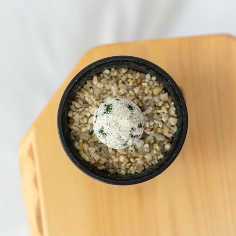 マミラリア 白鳥 大文字 カキ仔 Mammillaria herrerae サボテン 多肉