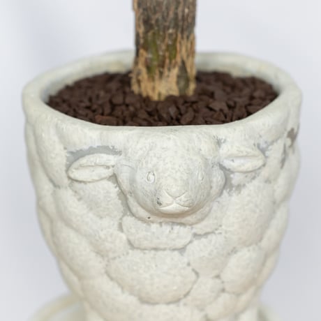 パキラ 鉢セット Pachira Guiana Chestnut 観葉植物 インテリアグリーン 静岡 ANTIDOTE 通販 S1046