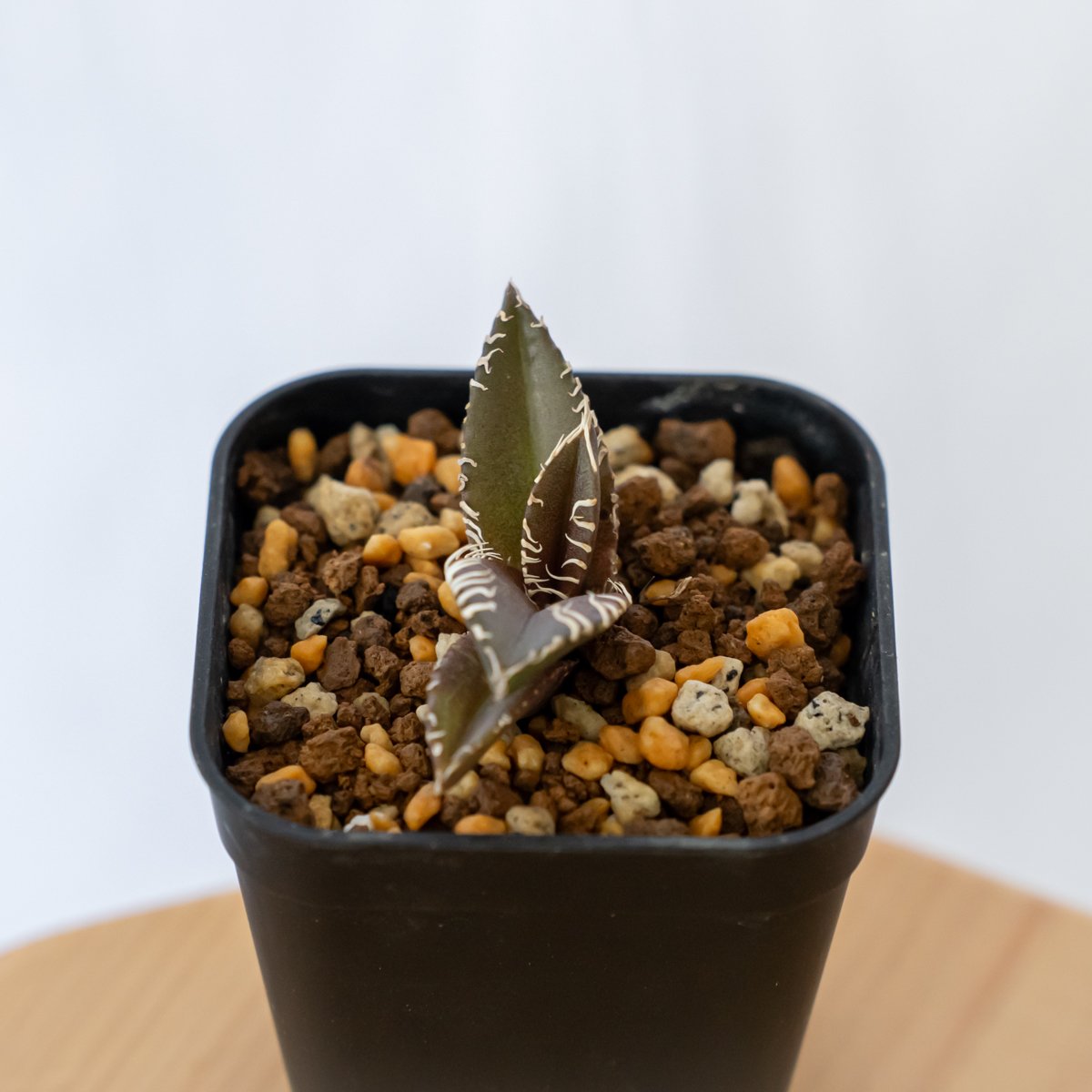 多肉植物アガべチタノタ金蟾，子株付 多肉植物アガべチタノタ金蟾，子株付 Agave titanota