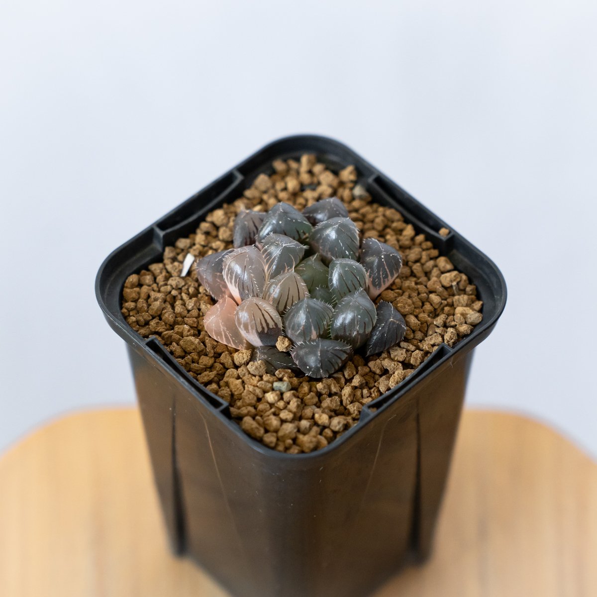 *.ブラックオブツーサ錦 大苗 *. ハオルシア * ハオルチア *多肉植物 * ハオルチア ブラックオブツーサ錦 Haworthia obtusa Black 多肉