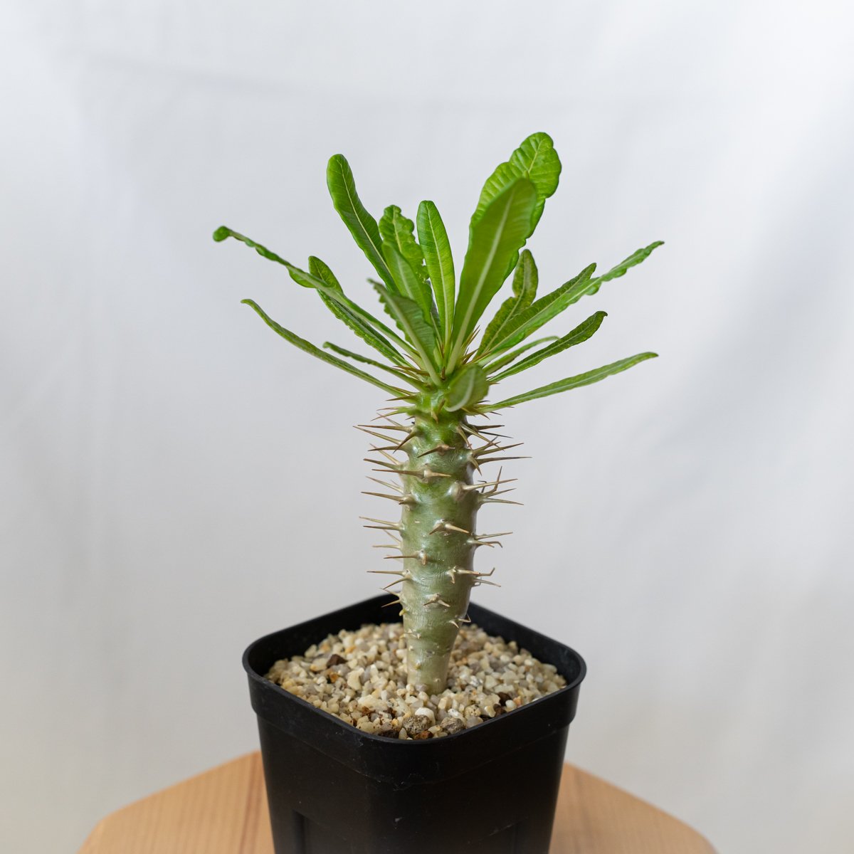 パキポディウム アンボンゲンセ 実生 Pachypodium ambongense 塊根植物
