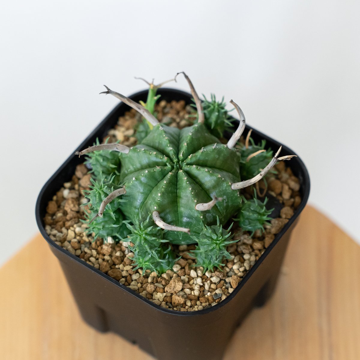 ユーフォルビア スーパーバリダ 子株付き 美株 実生 Euphorbia super